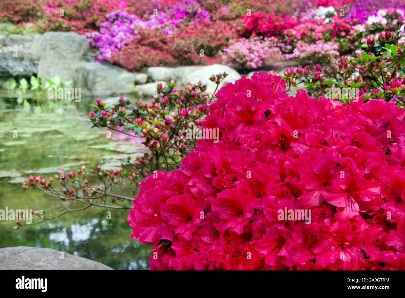 Azalea giardino con pietre e stagno Foto Stock