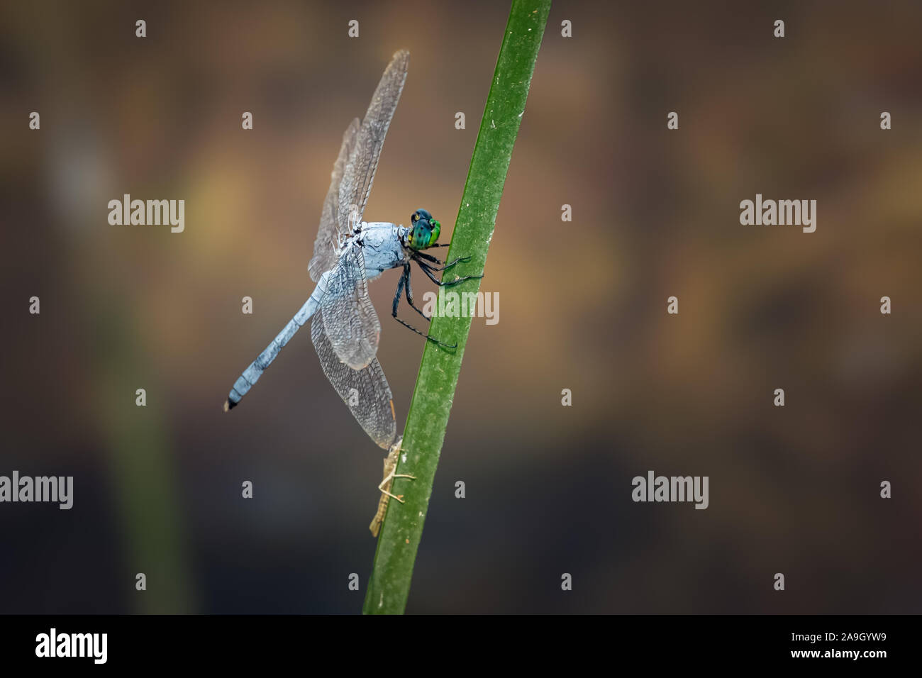 Pondhawk orientale dragonfly (Erythemis simplicicollis) appollaiato su un reed. Foto Stock