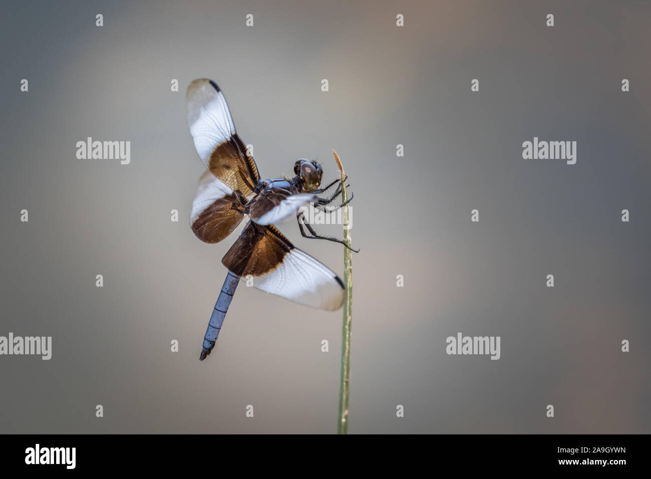 Primo piano di un maschio di vedova (Skimmer Libellula luctuosa) poste su un pezzo di erba. Foto Stock