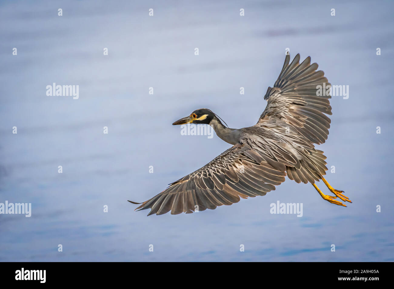 Giallo coronata Nitticora (Nyctanassa violacea) in volo sopra il lago di Hefner in Oklahoma City Foto Stock