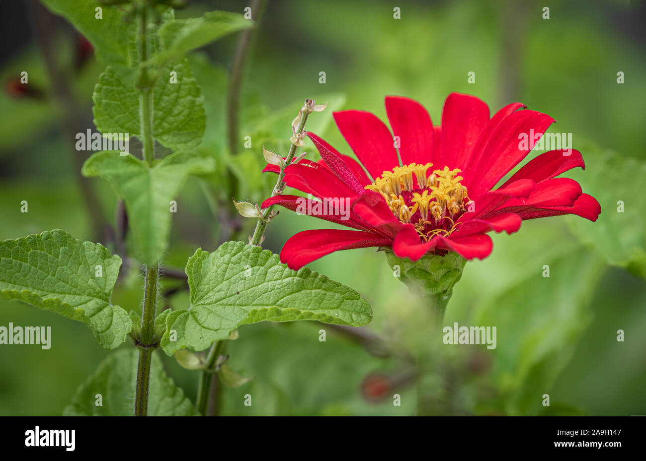 Red Zinnia bloom contro un giardino verde Foto Stock