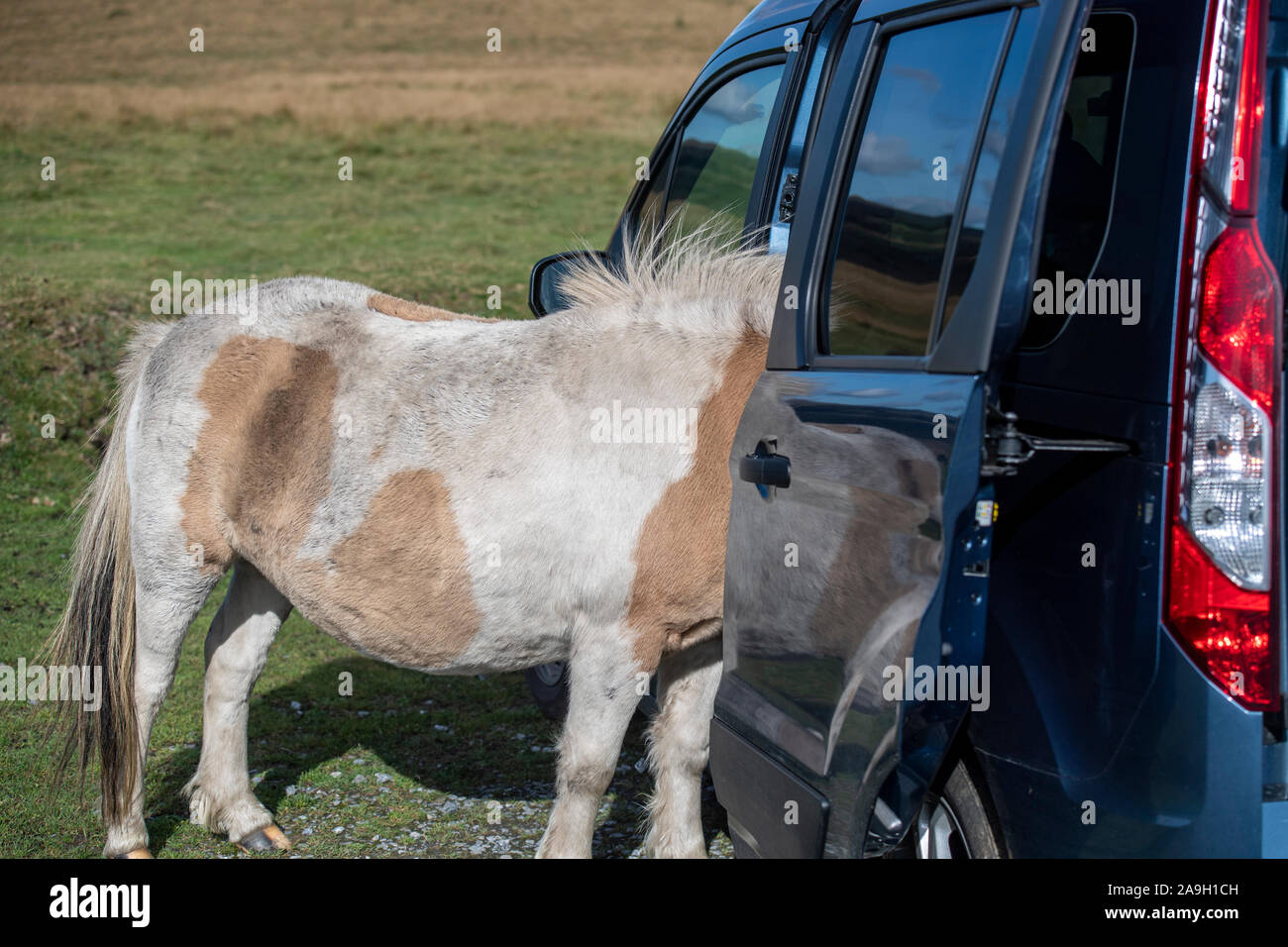 Wild Dartmoor pony con la sua testa dentro la macchina di un turista, Devon, Inghilterra, Regno Unito Foto Stock