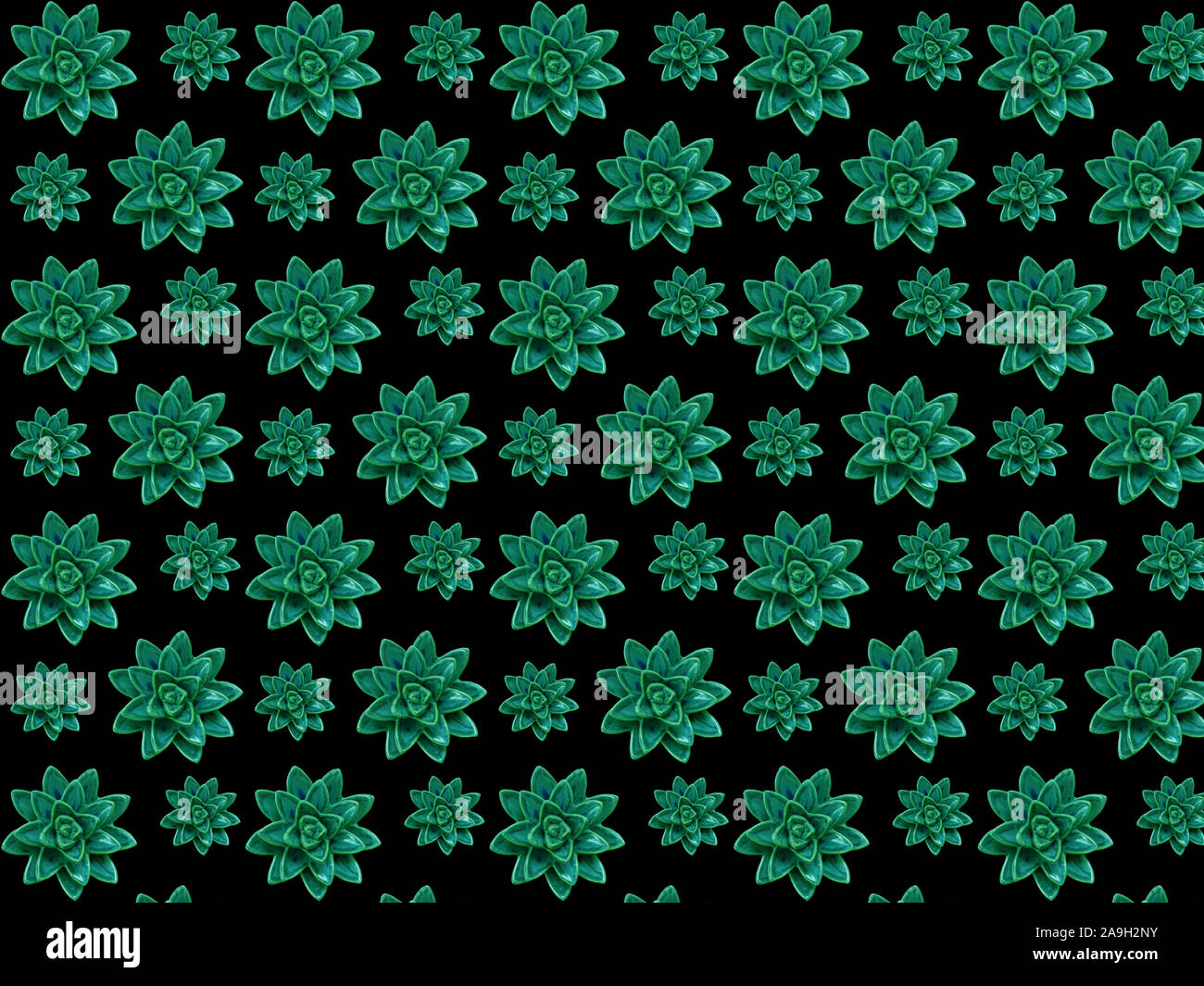 Modello senza soluzione di continuità da una foto di succulente in ceramica su sfondo nero Foto Stock