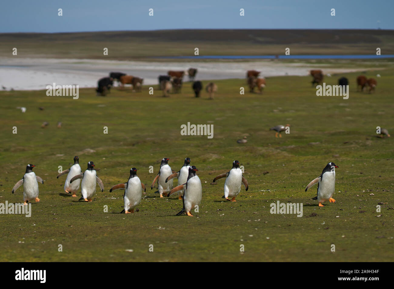 I pinguini di Gentoo (Pygoscelis papua) tornando alla colonia attraverso prati da pascolo al bestiame bovino su più deprimente isola nelle isole Falkland. Foto Stock