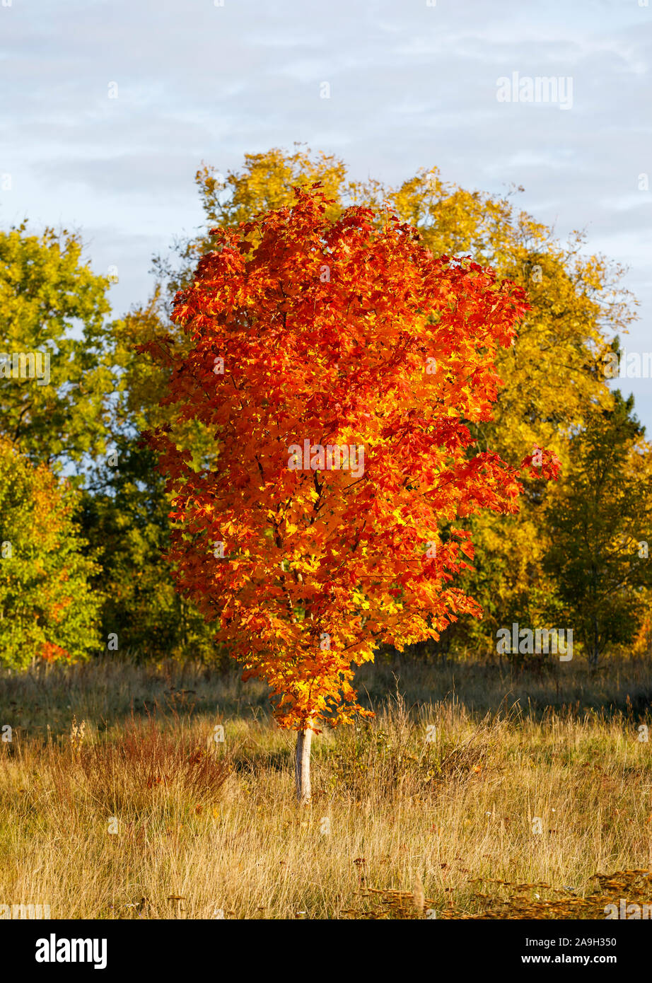 Unico colorato acero in autunno Foto Stock