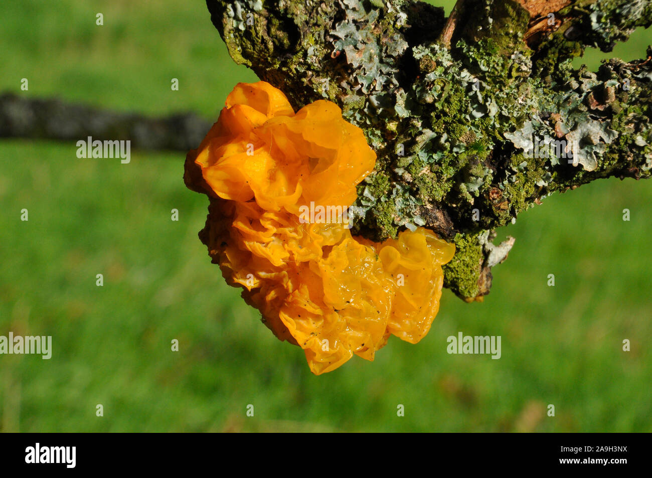 Cervello giallo del fungo o Golden Jelly Fungo (Tremella Mesenterica), Tremellaceae, su albero di quercia, Somerset, Regno Unito Foto Stock