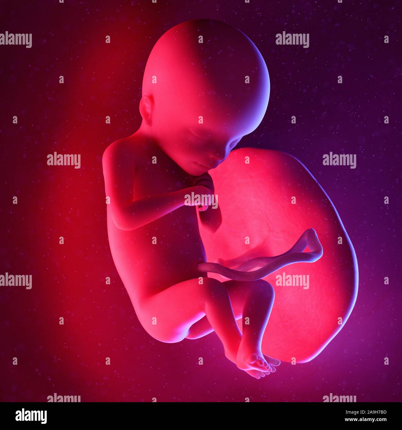 Feto a settimana 18, illustrazione Foto Stock