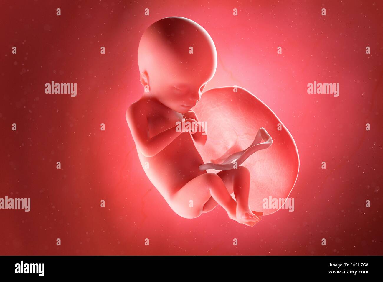 Feto a settimana 18, illustrazione Foto Stock