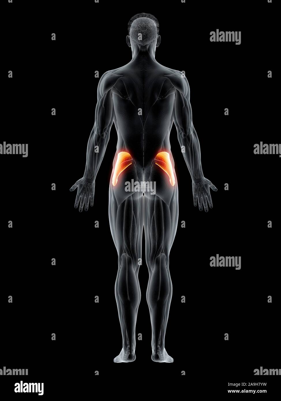 I glutei medius muscolo, illustrazione Foto Stock