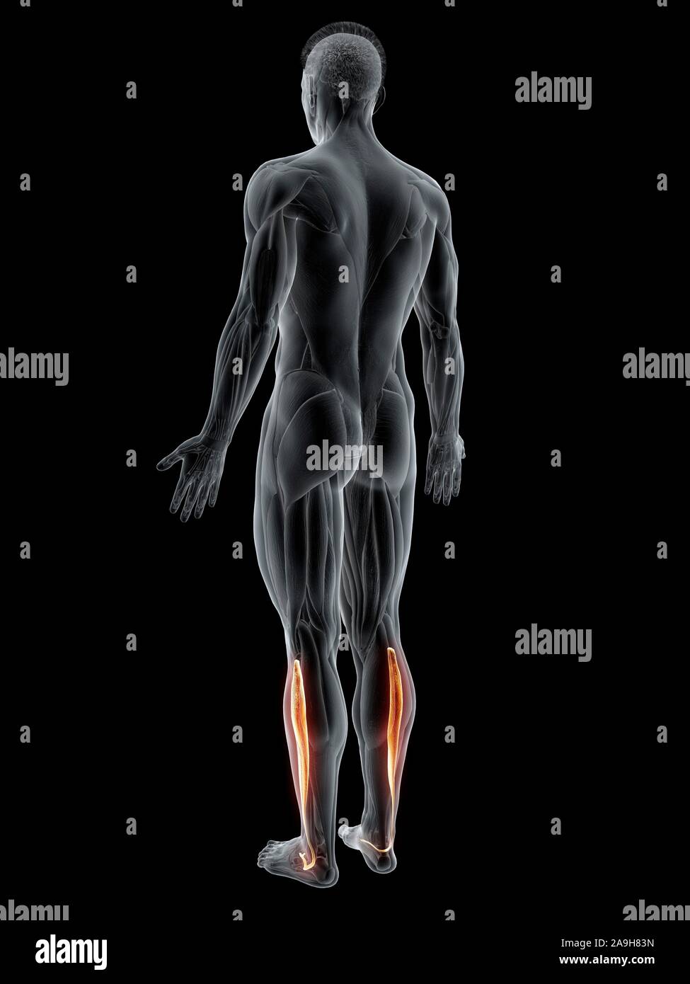 Peroneus longus muscolo, illustrazione Foto Stock