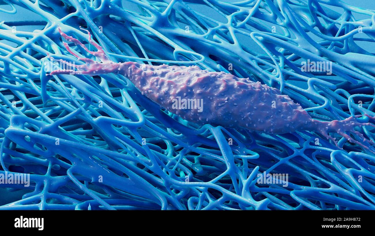 Fibroblast incorporato nella matrice extracellulare, illustrazione Foto Stock