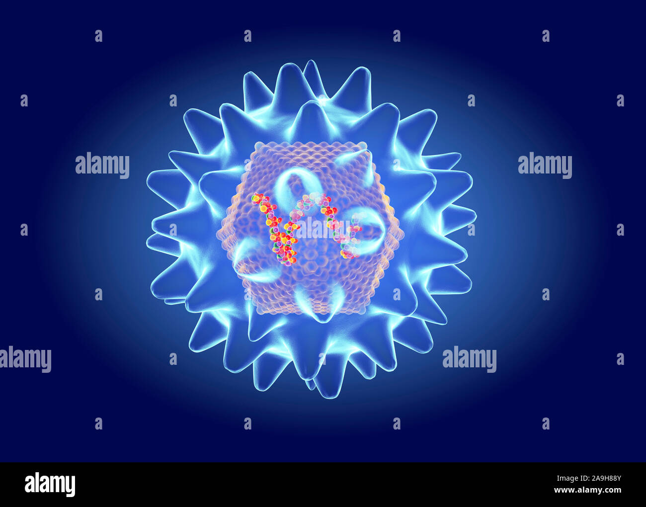 Virus Hanta struttura, illustrazione Foto Stock