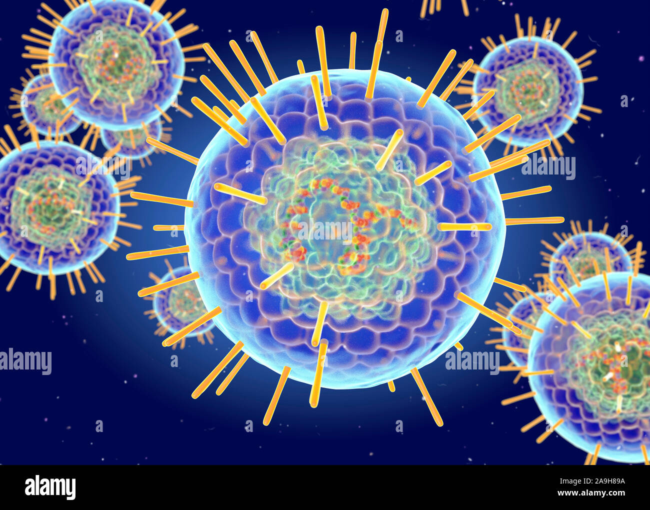 Il virus Herpes Simplex di struttura, illustrazione Foto Stock