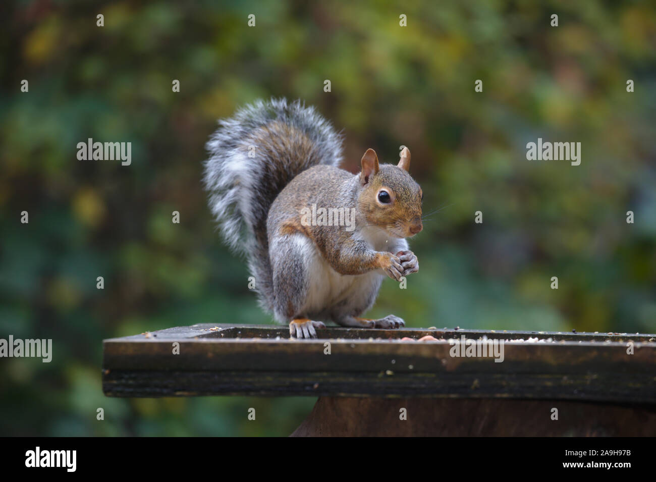 Adulto scoiattolo grigio Sciurus carolinensis sulla tabella di Uccelli nel giardino sul retro. Isole britanniche Foto Stock