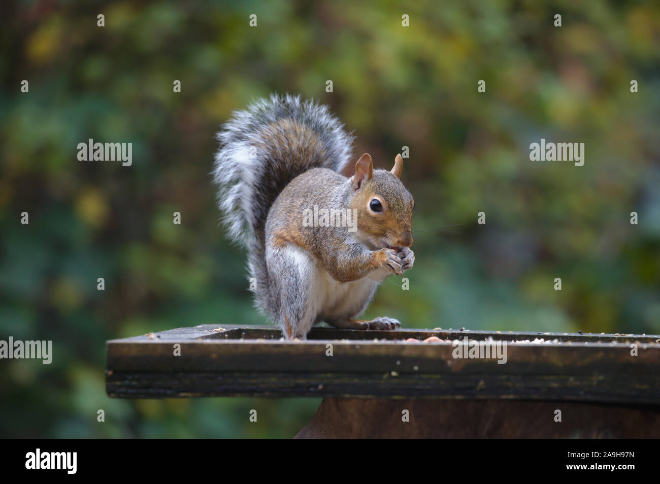 Adulto scoiattolo grigio Sciurus carolinensis sulla tabella di Uccelli nel giardino sul retro. Isole britanniche Foto Stock