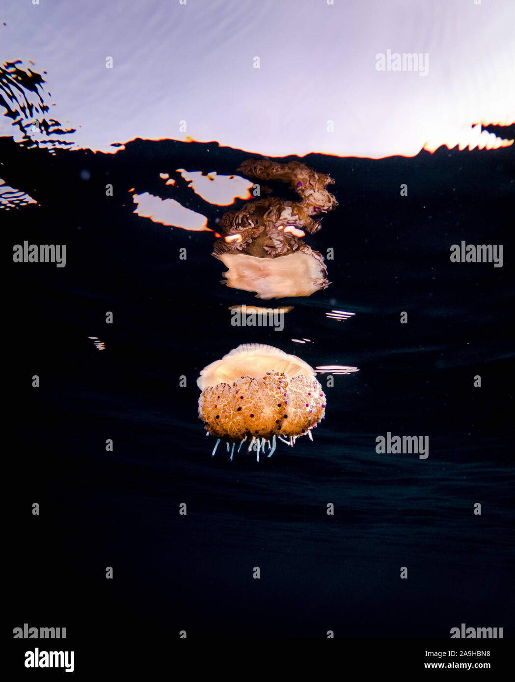 Un colorato uovo fritto medusa (Cotylorhiza tuberculata) in acqua poco profonda nel mare mediterraneo, Spagna Maiorca Foto Stock