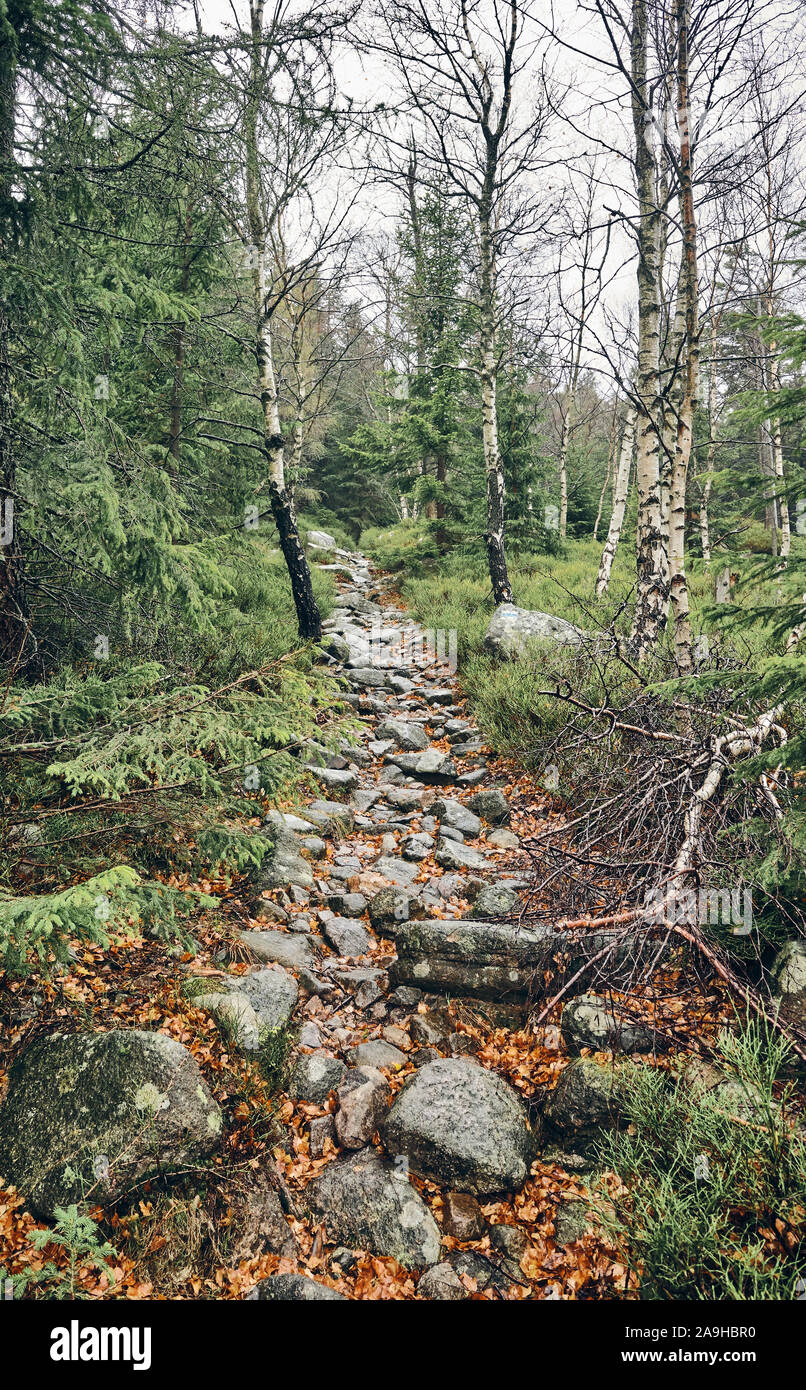 Sentiero di montagna nella foresta in un giorno di pioggia. Foto Stock
