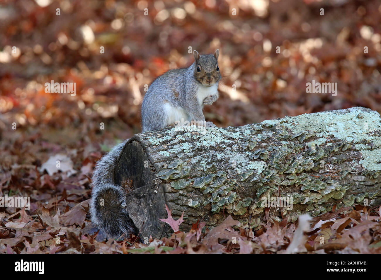 Orientale scoiattolo grigio seduto su un log in autunno Foto Stock