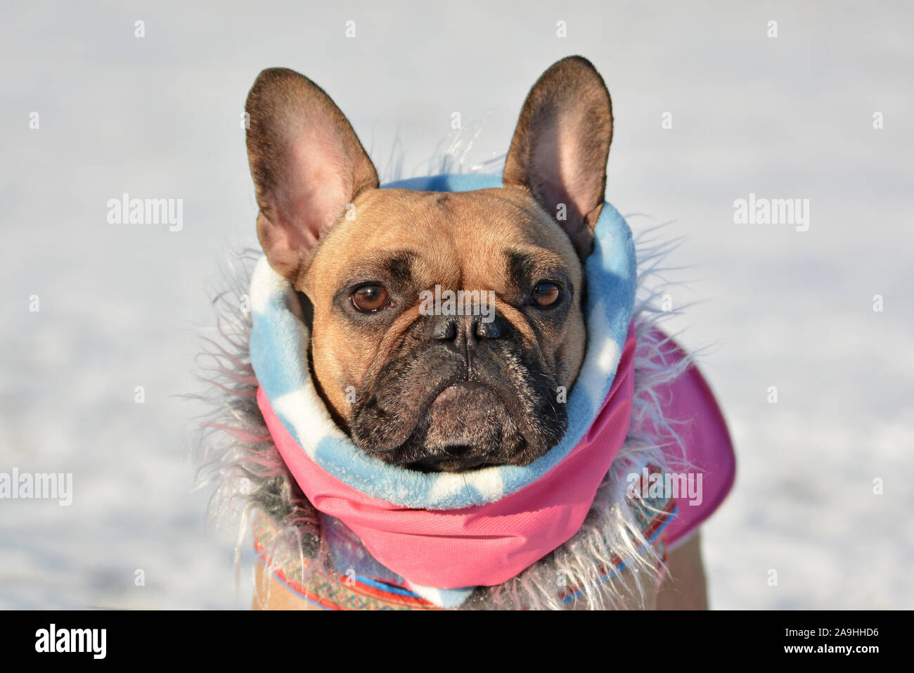 Testa di carino bulldog francese cane che indossa un rosa sciarpa invernale e pelliccia di fronte sfocata winter snow landscape in background Foto Stock