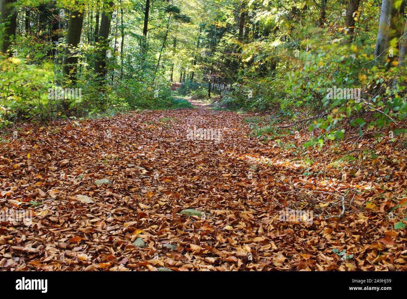 Il sentiero coperto con foglie nella foresta su una soleggiata giornata autunnale Foto Stock