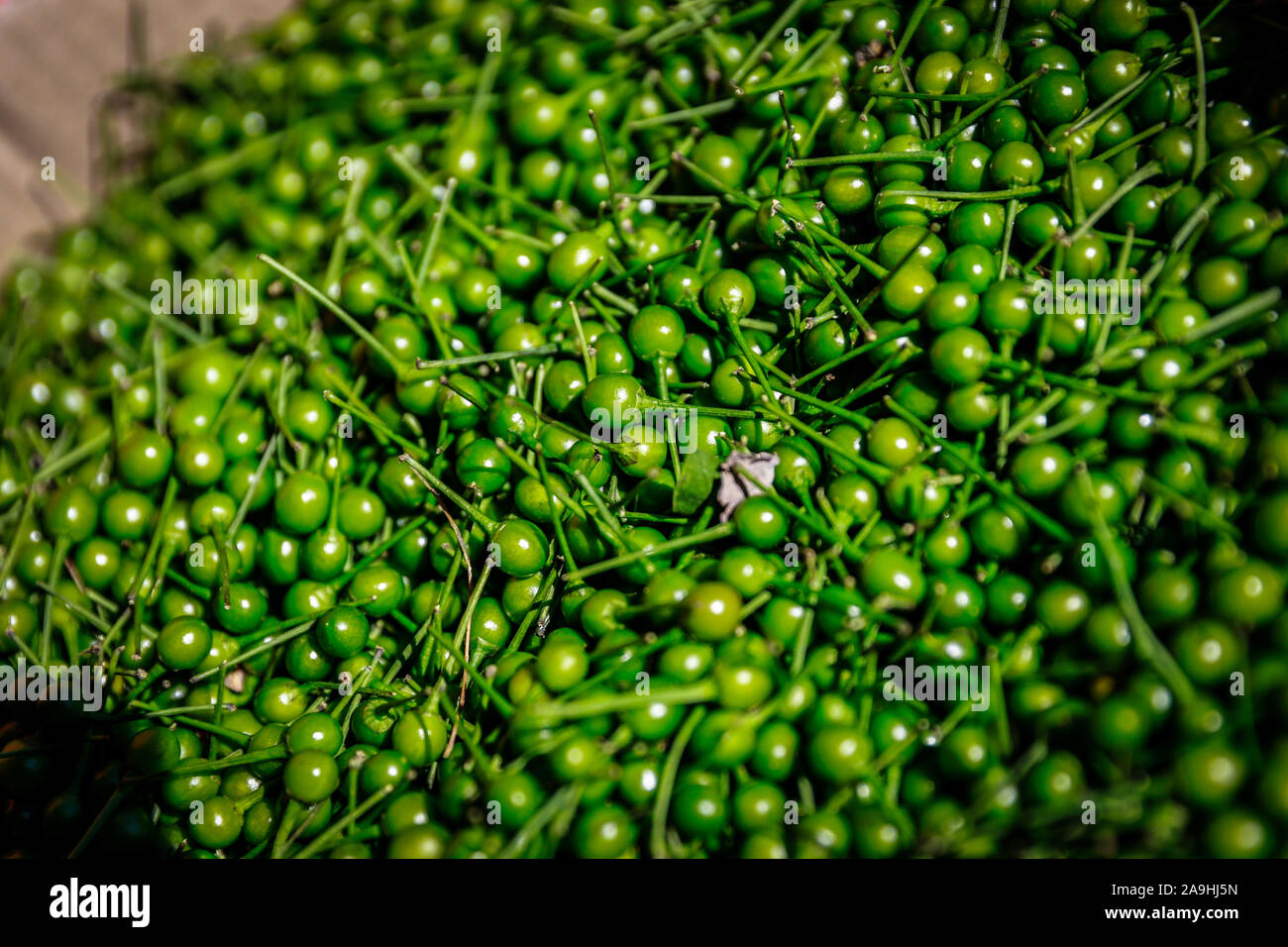 Chiltepin, verde chitepin peperoncino. Tipico della regione Sonoran, venduti alla rinfusa nella città di Mazocahui, è parte del percorso del fiume di Sonora, Me Foto Stock