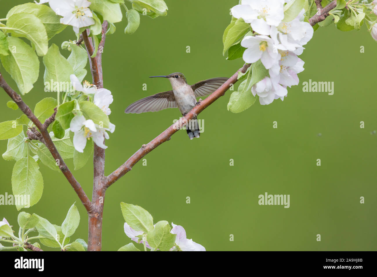 Femmina di ruby-throated hummingbird in Wisconsin settentrionale. Foto Stock
