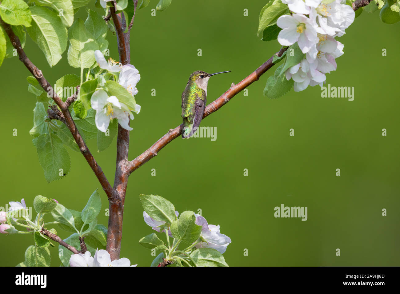 Femmina di ruby-throated hummingbird appollaiato in una fioritura melo in Wisconsin settentrionale. Foto Stock