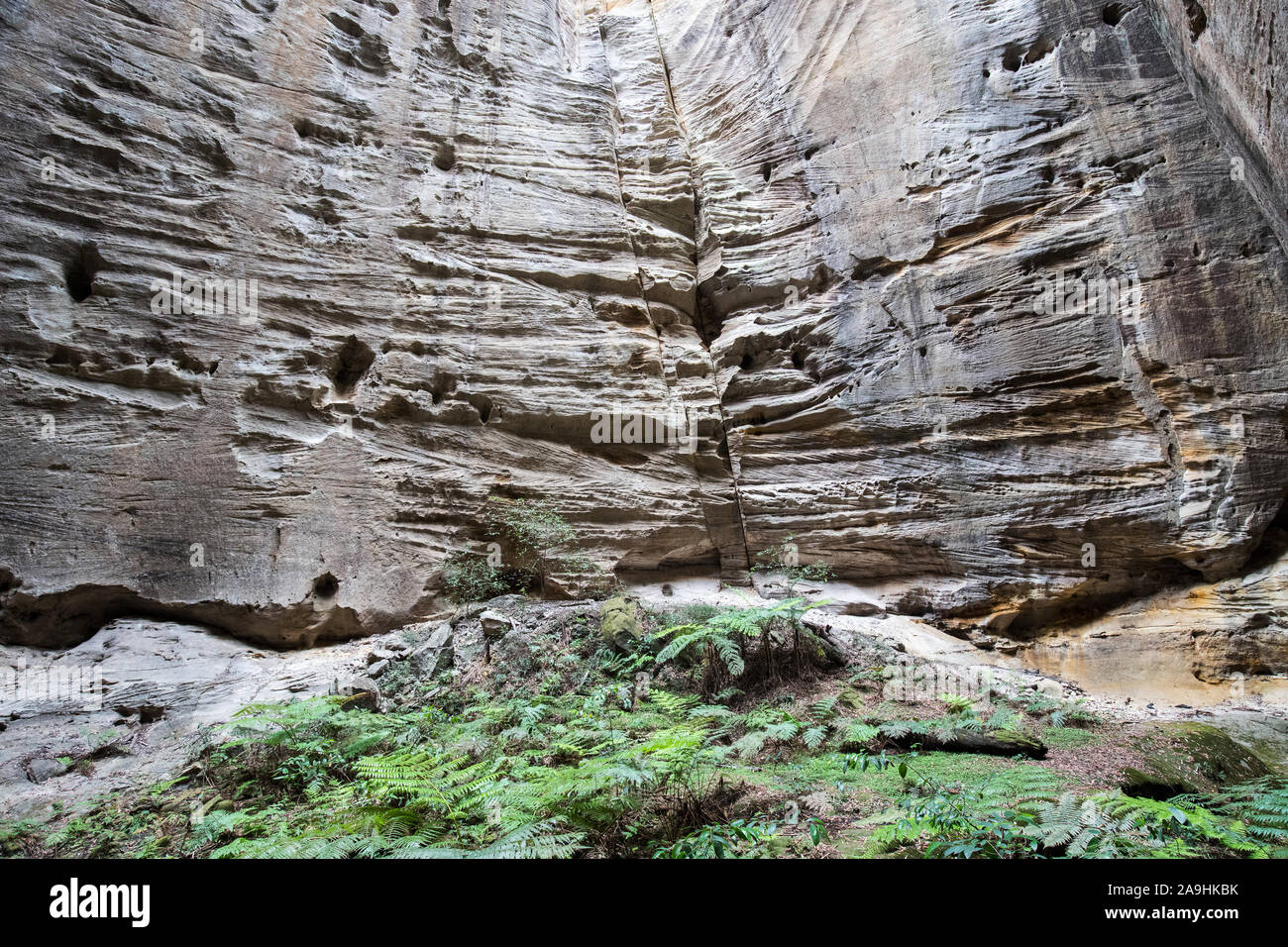 L'anfiteatro Gorge, Carnarvon Parco Nazionale di Queensland in Australia Foto Stock