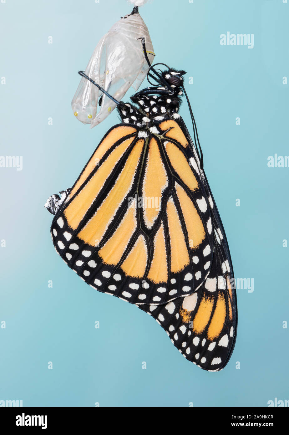 Appena emerse farfalla monarca danaus plexippus asciugando le sue ali - su uno sfondo blu Foto Stock