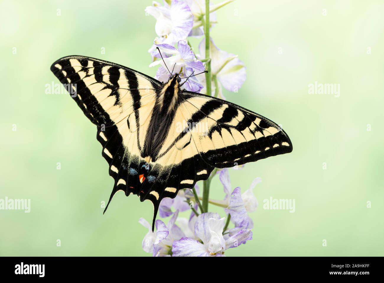 Coda forcuta farfalla con ali stese, di alimentazione su un fiore Foto Stock