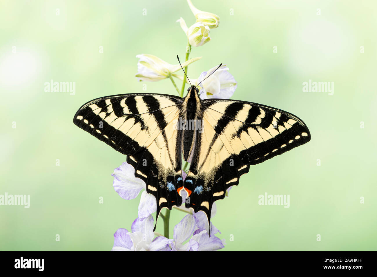 Coda forcuta farfalla con ali stese, di alimentazione su un fiore Foto Stock