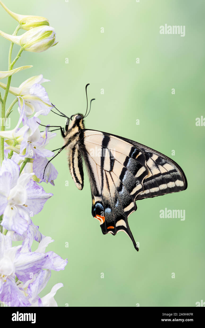 Vista laterale di una coda forcuta butterfly Papilio rutulus appoggiata su un fiore Foto Stock
