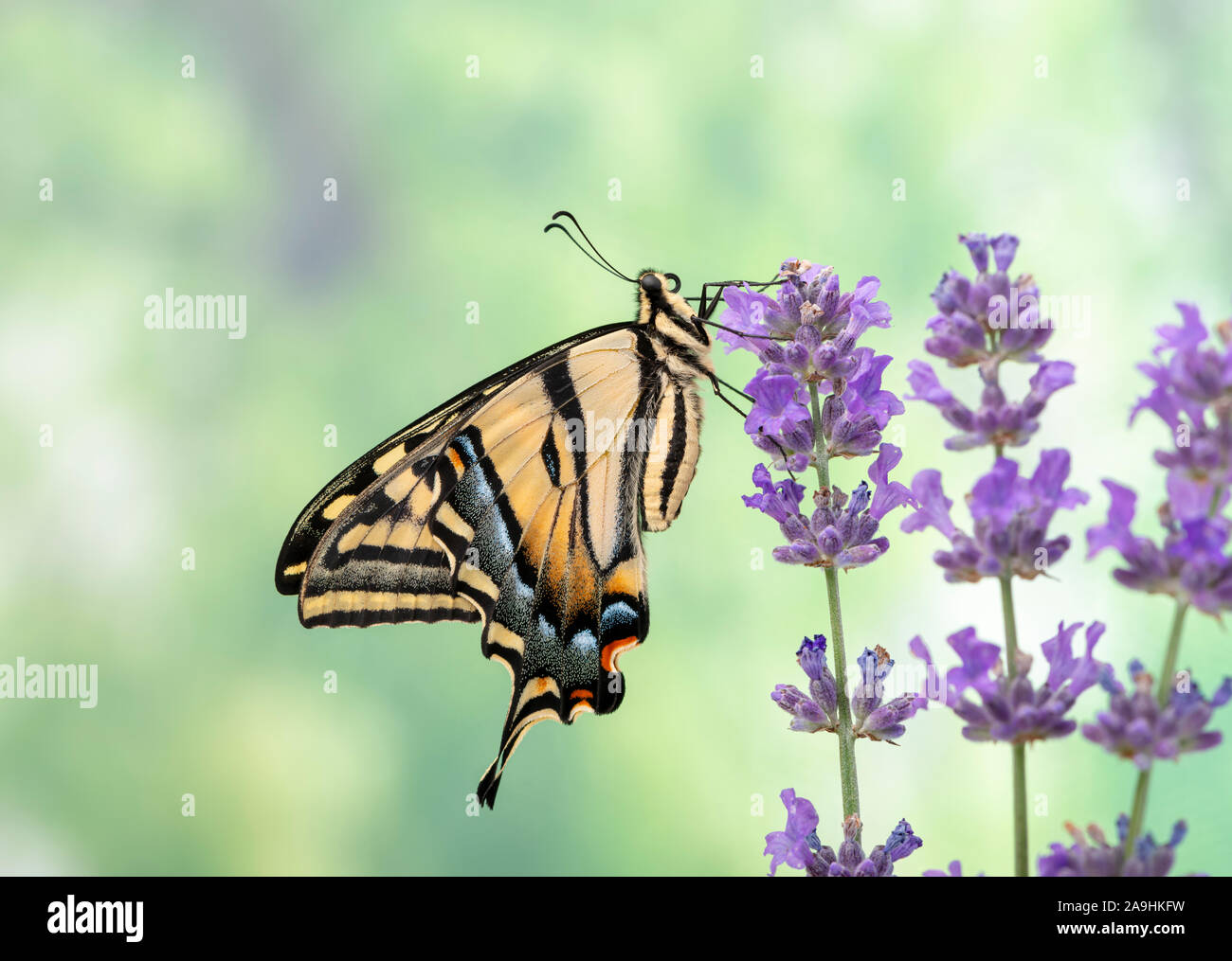 Vista laterale di una coda forcuta butterfly Papilio rutulus appoggiata su un fiore Foto Stock