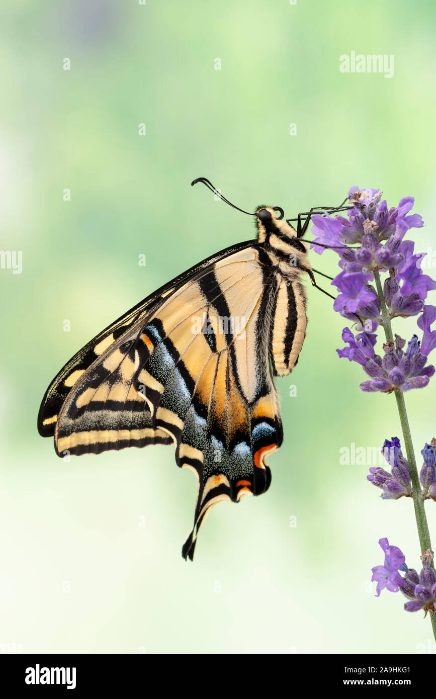 Vista laterale di una coda forcuta butterfly Papilio rutulus appoggiata su un fiore Foto Stock