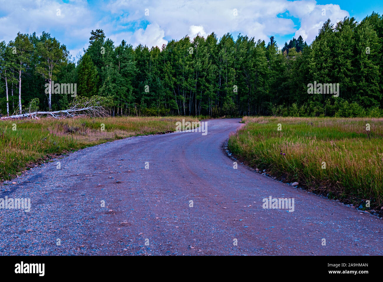 Strada sterrata curvando attraverso il verde e il giallo dei campi erbosi nella foresta verde al di là sotto un cielo azzurro con soffici nuvole. Foto Stock