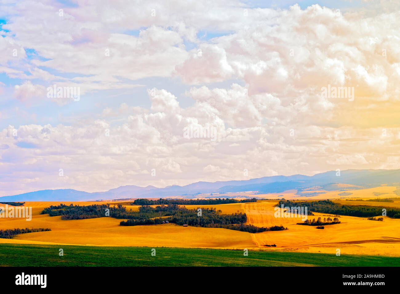 Verde e campi dorati di grano pronto per la mietitura, boschetti di alberi e montagne nebuloso al di là sotto un cielo mattutino con il bianco torbido e golden sunrise. Foto Stock