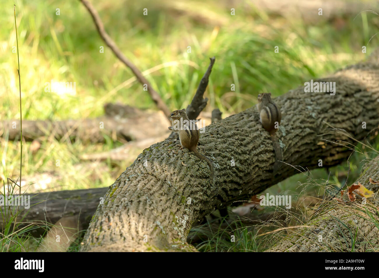 Scoiattolo striado orientale (Tamias striatus) sul parco - Nord America orientale scena naturale dal Wisconsin la foresta di stato. Foto Stock
