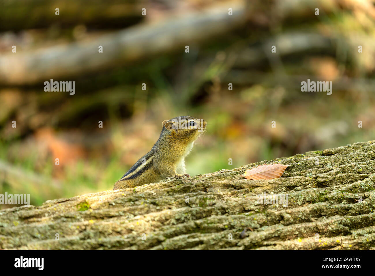 Scoiattolo striado orientale (Tamias striatus) sul parco - Nord America orientale scena naturale dal Wisconsin la foresta di stato. Foto Stock