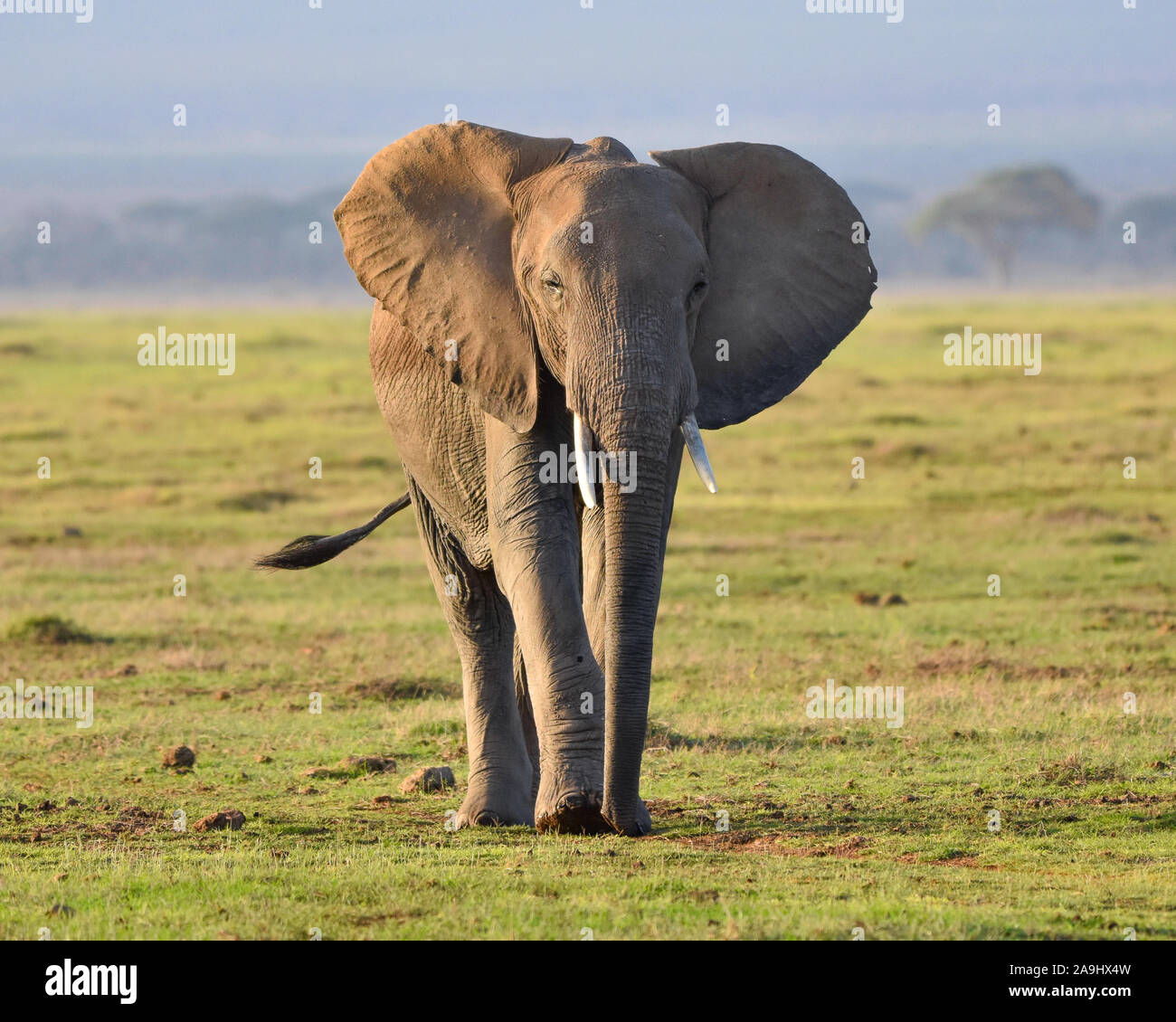 Un giovane elefante femmina cammina dolcemente attraverso una prateria verde dal sensore pioggia dopo un periodo di siccità. Lo sfondo è blu sfocate. (Loxodonta africana) Foto Stock