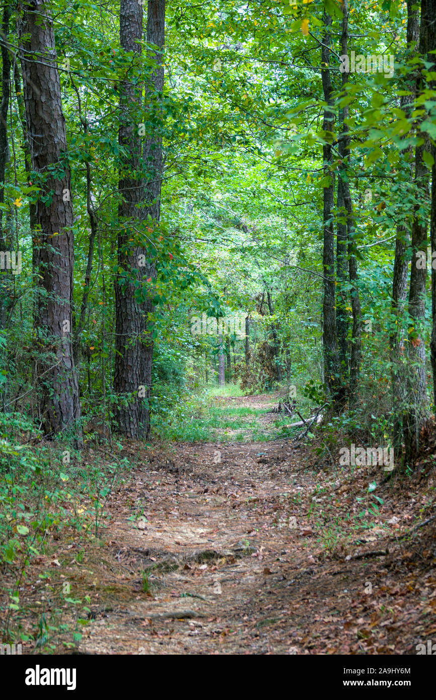 Originale vecchie tracce di sentiero sulla Natchez Trace Parkway MS Mississippi noto anche come "Vecchio Natchez Trace', è uno storico sentiero forestale entro la norma UNI Foto Stock