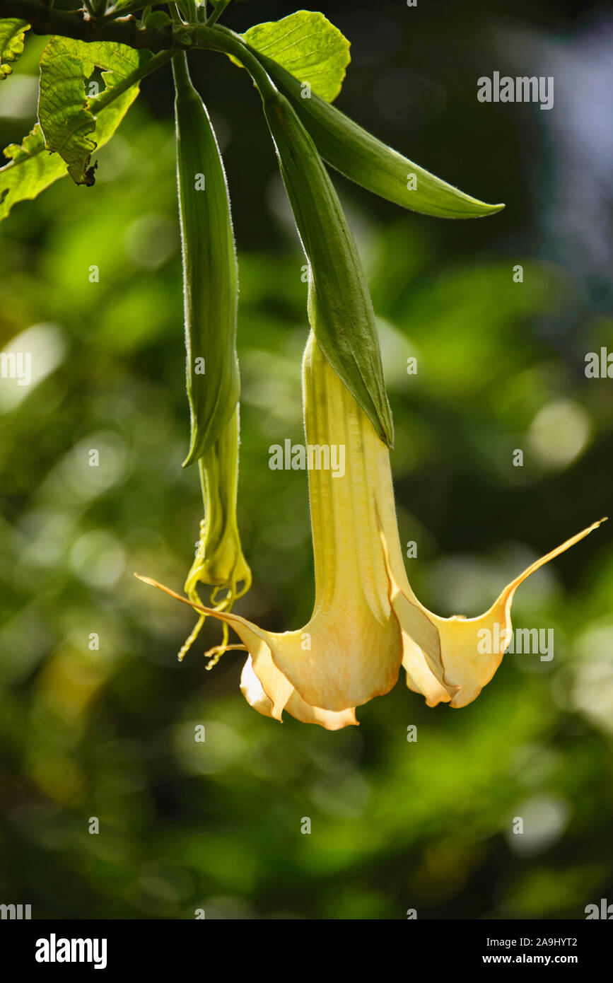 Angelo lacrime (Brugmansia candida) crescente in Quito Giardini Botanici, Quito Ecuador Foto Stock