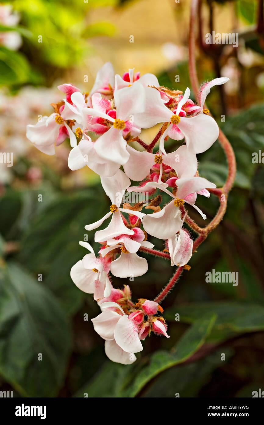 Hobart Australia / Royal Tasmanian Botanaical Giardini in Hobart, Tasmania. Close up di orchidee.Il RTBG stabilito nel 1880 copre una 14 ettaro sono Foto Stock