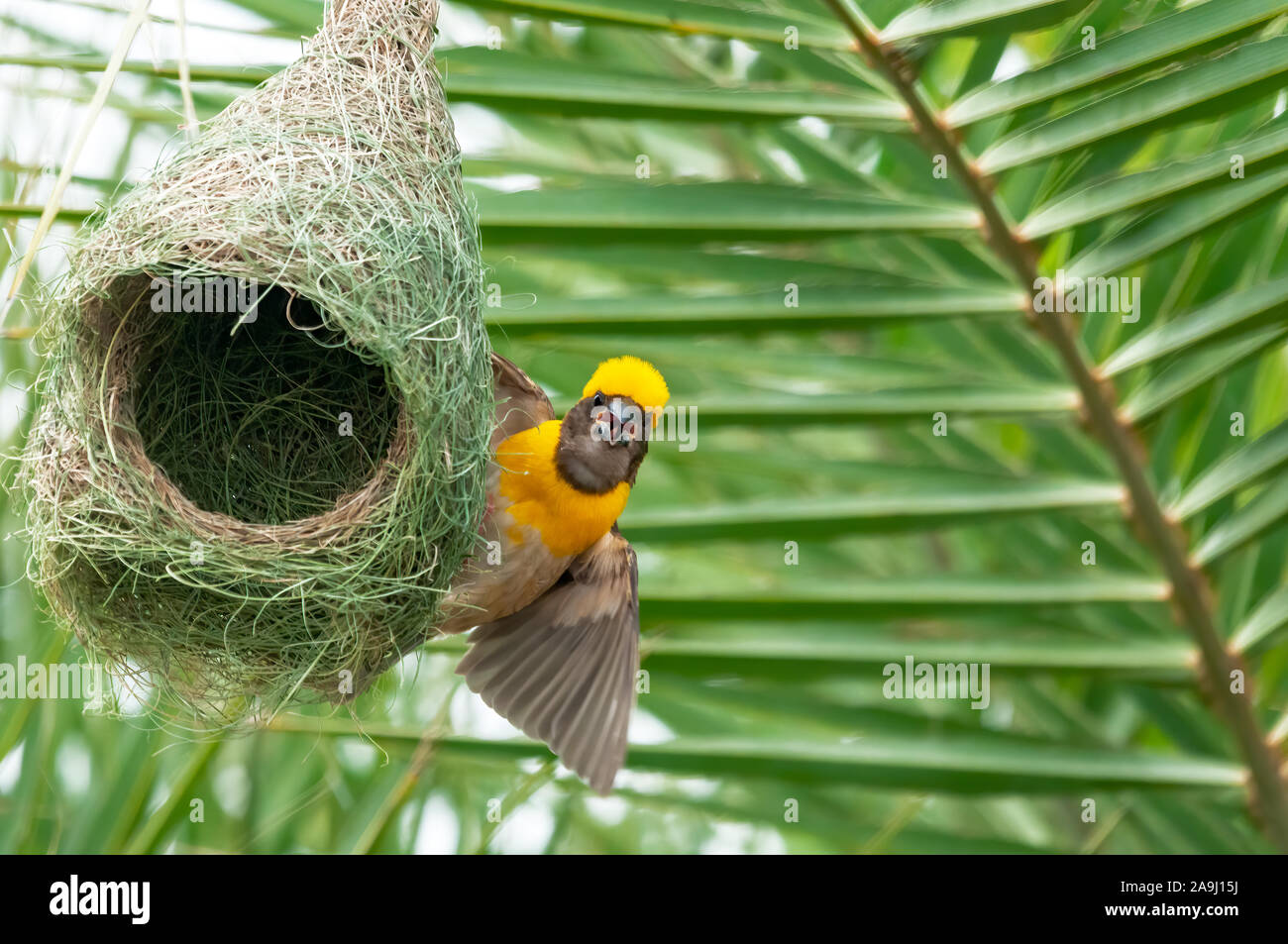 Baya weaver seduta sul suo nido effettua una chiamata Foto Stock