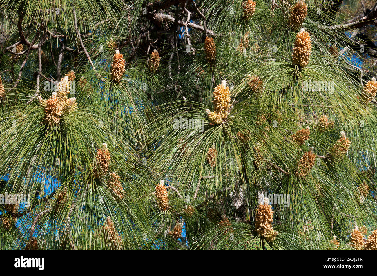 Sydney Australia, Pinus Roxburghii fogliame con coni di fioritura Foto Stock