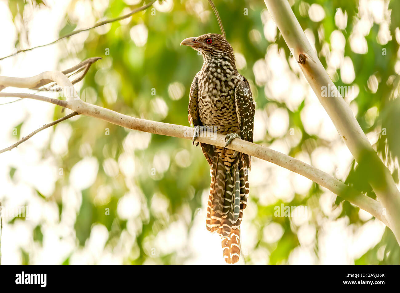 Femmina koel asiatico seduto su un ramo di albero Foto Stock