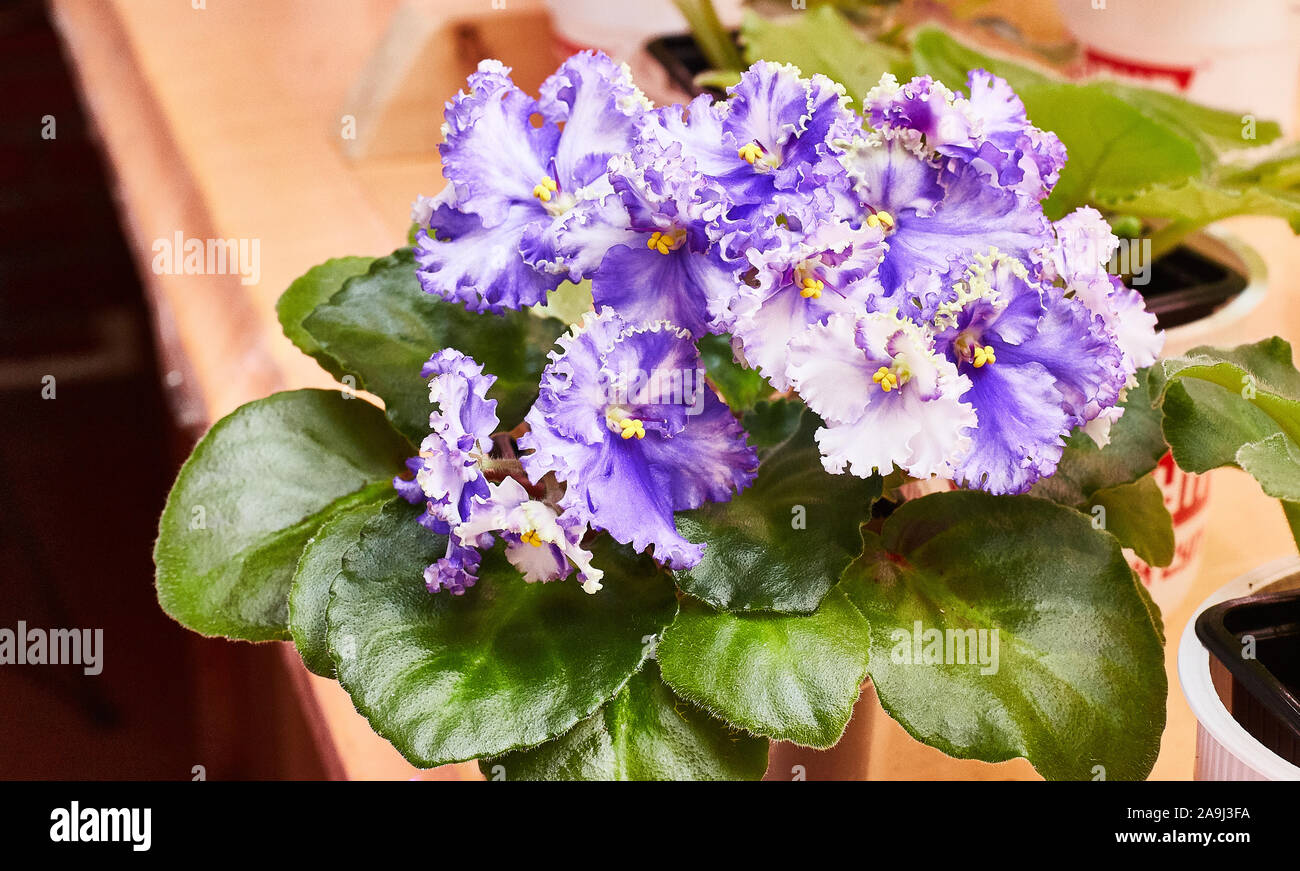 Ricci di fioritura di colore bianco-blu African Violet sul ripiano. Saintpaulia. Foto Stock