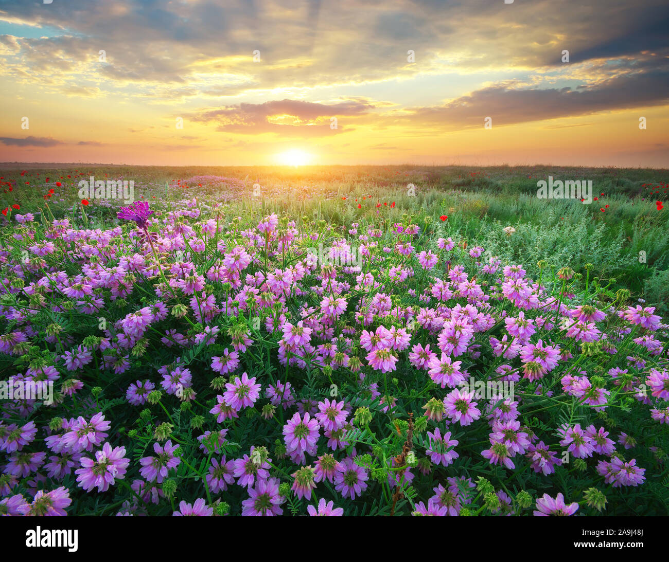 Fiore nel prato. Natura Di Paesaggio composizione. Foto Stock