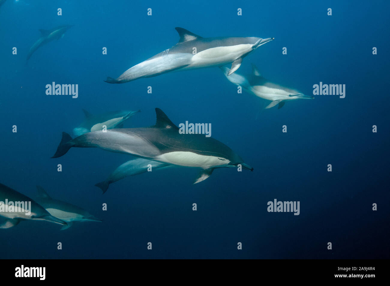 Pod di lungo becco delfini comuni, Delphinus capensis, Port St. Johns, Costa Selvaggia, Eastern Cape, Transkei, Sud Africa, Africa, Oceano Indiano Foto Stock