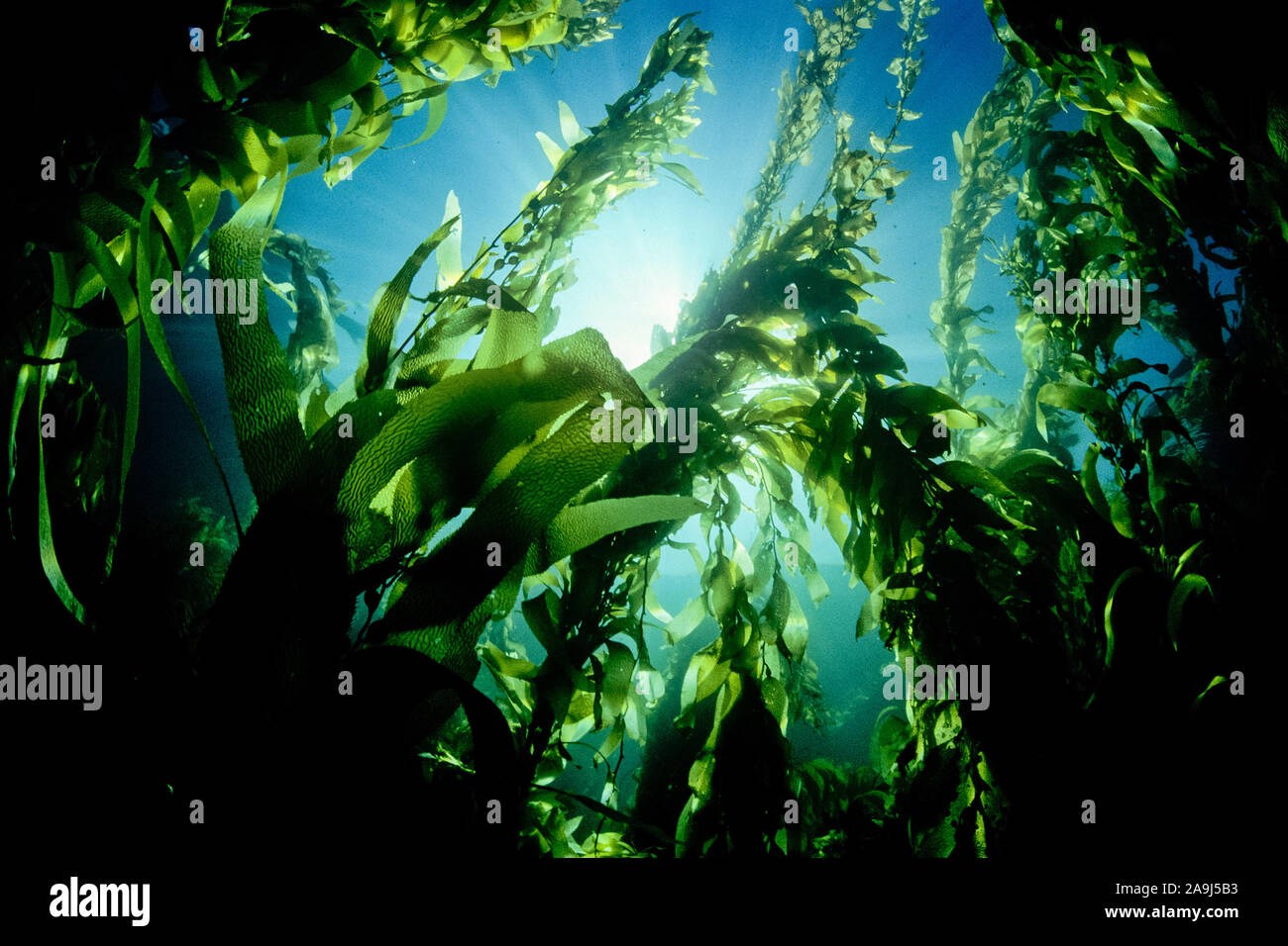 Gigante di foresta di kelp, Macrocystis pyrifera, California, USA, Oceano Pacifico Foto Stock