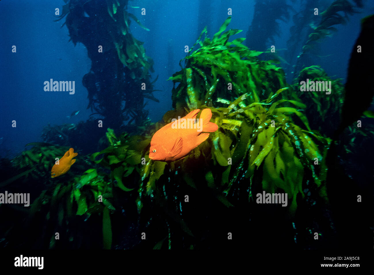Garibaldi, Hypsypops rubicundus, gigante nella foresta di kelp, Macrocystis pyrifera, California, USA, Oceano Pacifico Foto Stock